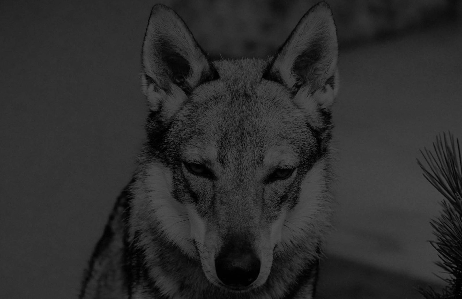 Lunar Lupus Filmwolf