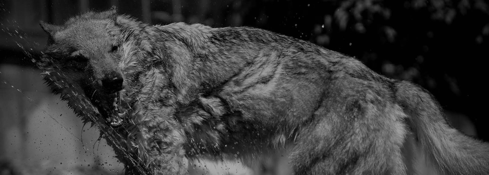 Czechoslovakian Wolfdogs out in the landscape