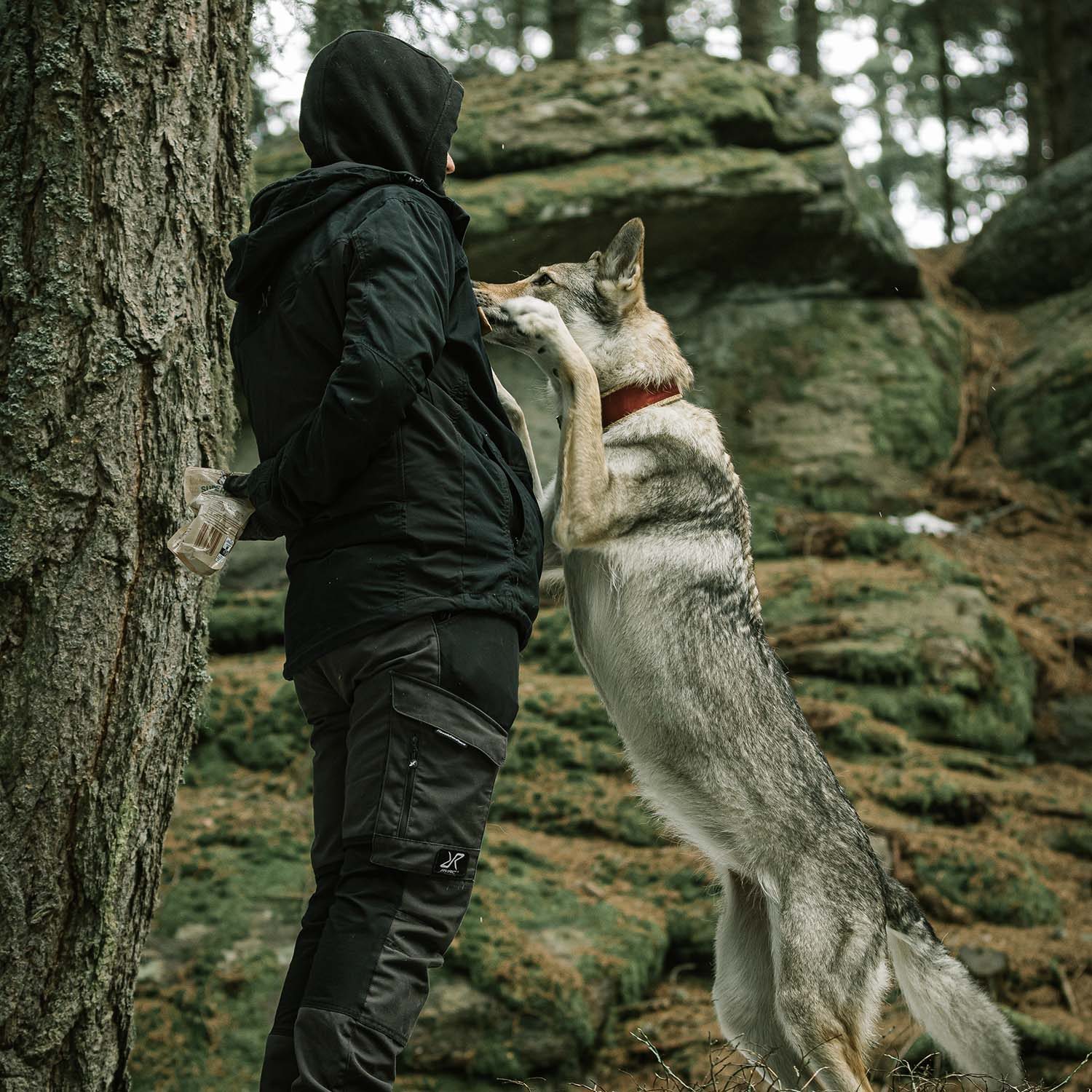 Czechoslovakian Wolfdog in an editorial frame