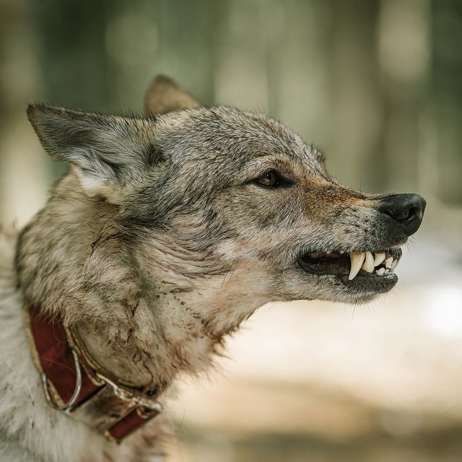 Czechoslovakian Wolfdog in a quiet campaign frame
