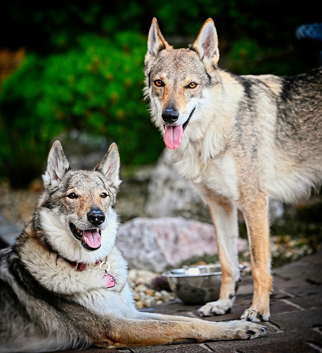 Czechoslovakian Wolfdog in the show ring