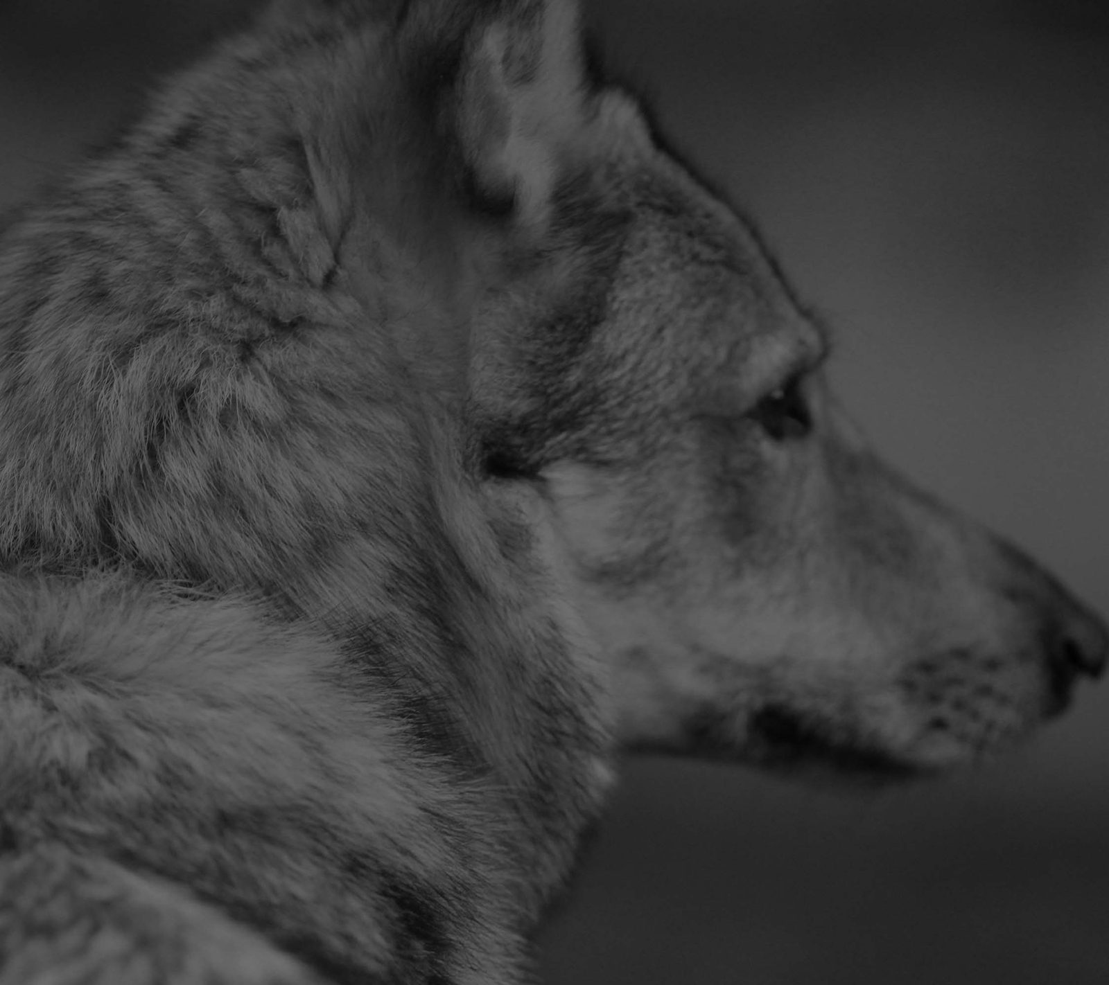 Czechoslovakian Wolfdog head-on, looking calmly into the camera
