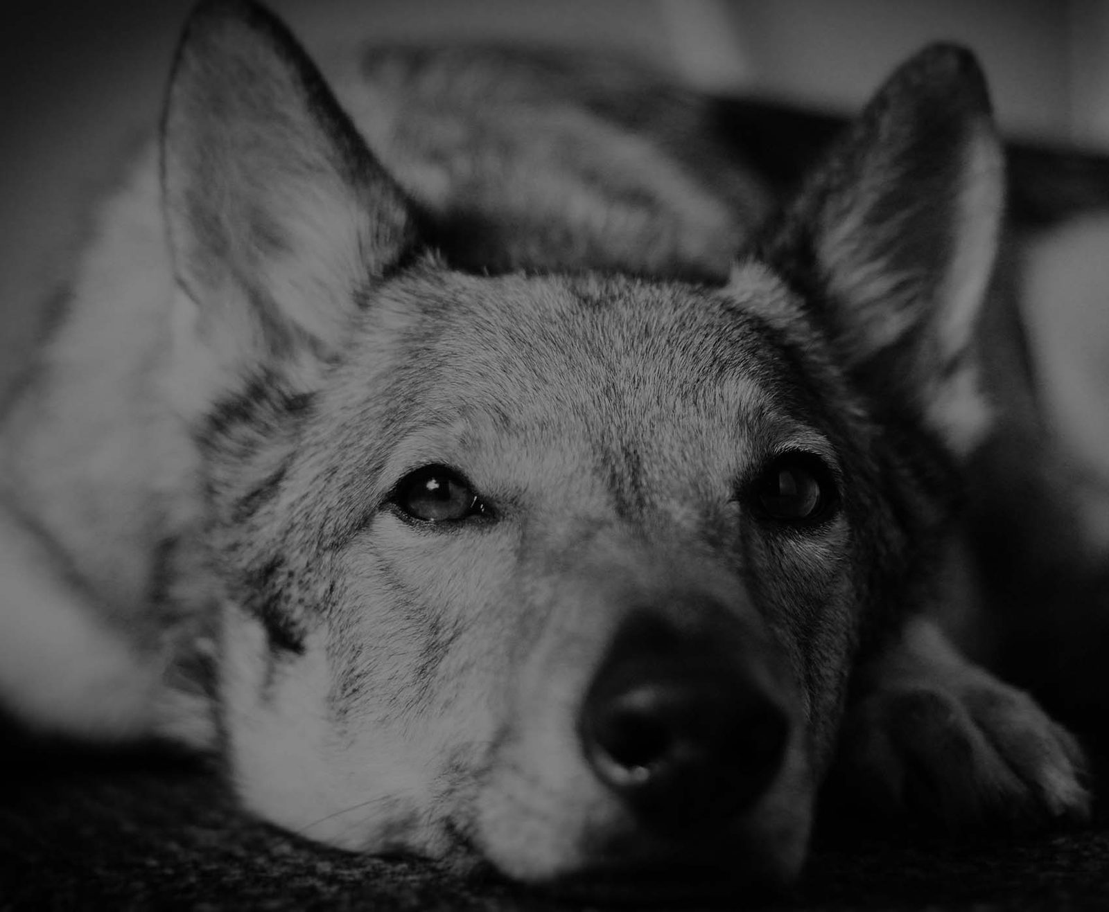 Tschechoslowakischer Wolfhund aufmerksam in weiter Landschaft