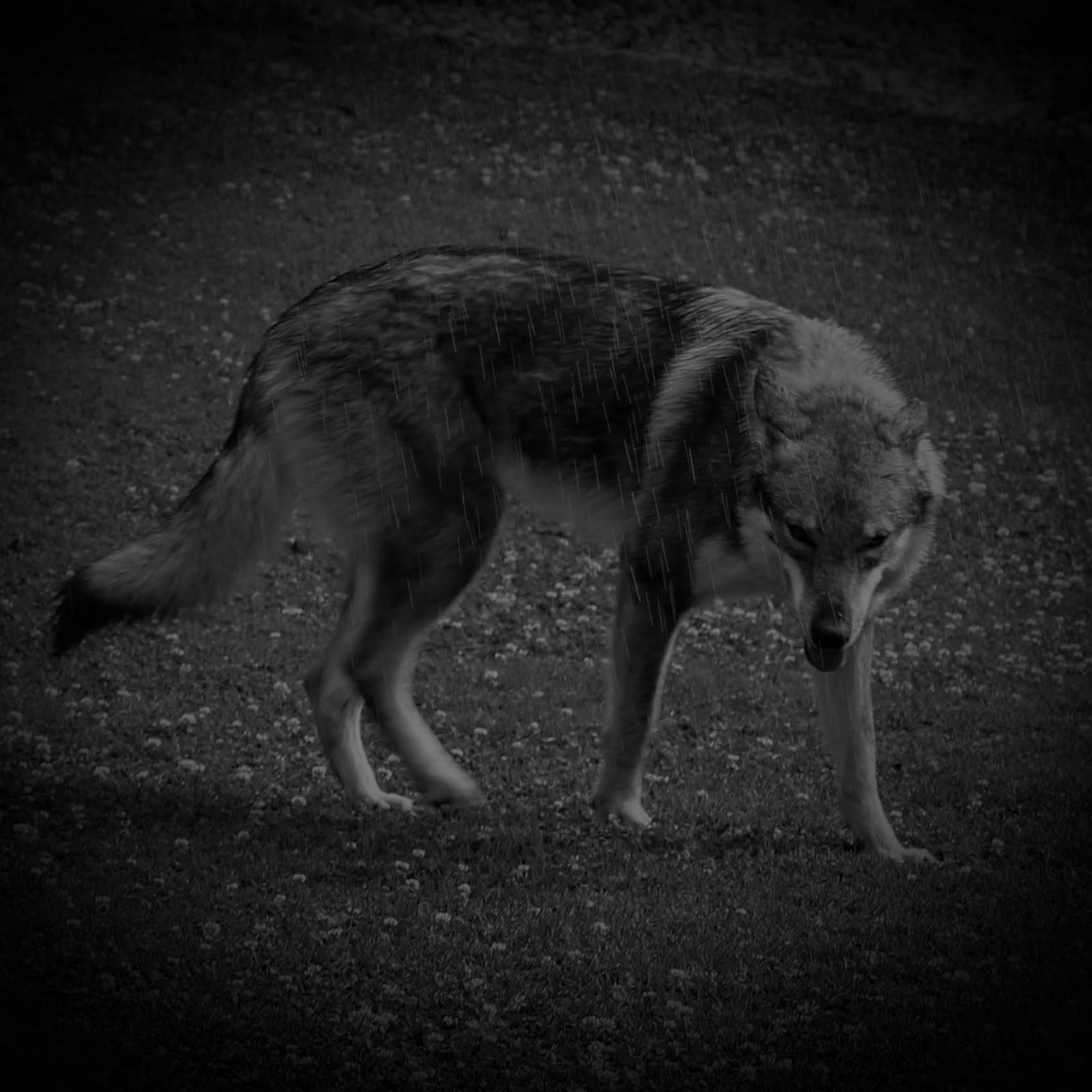 Czechoslovakian Wolfdog, focused, in training