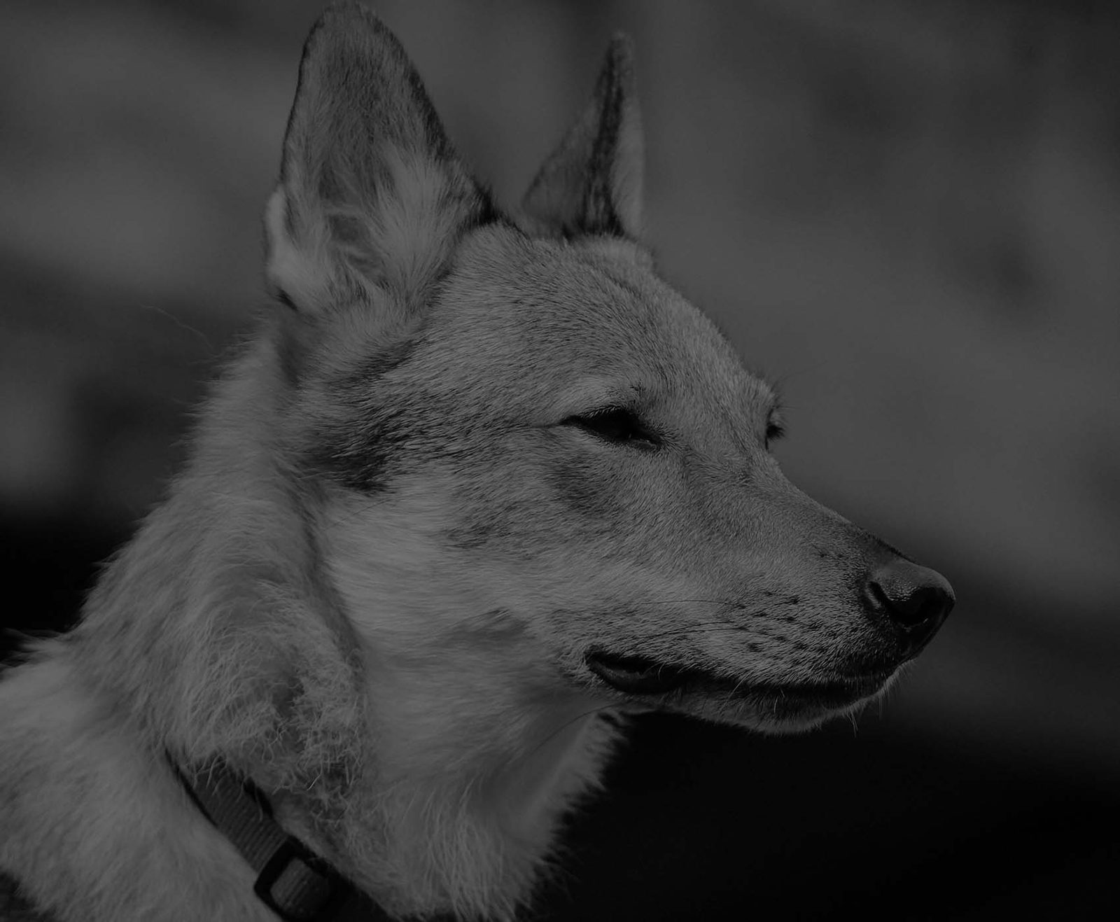 Czechoslovakian Wolfdog turned to the light