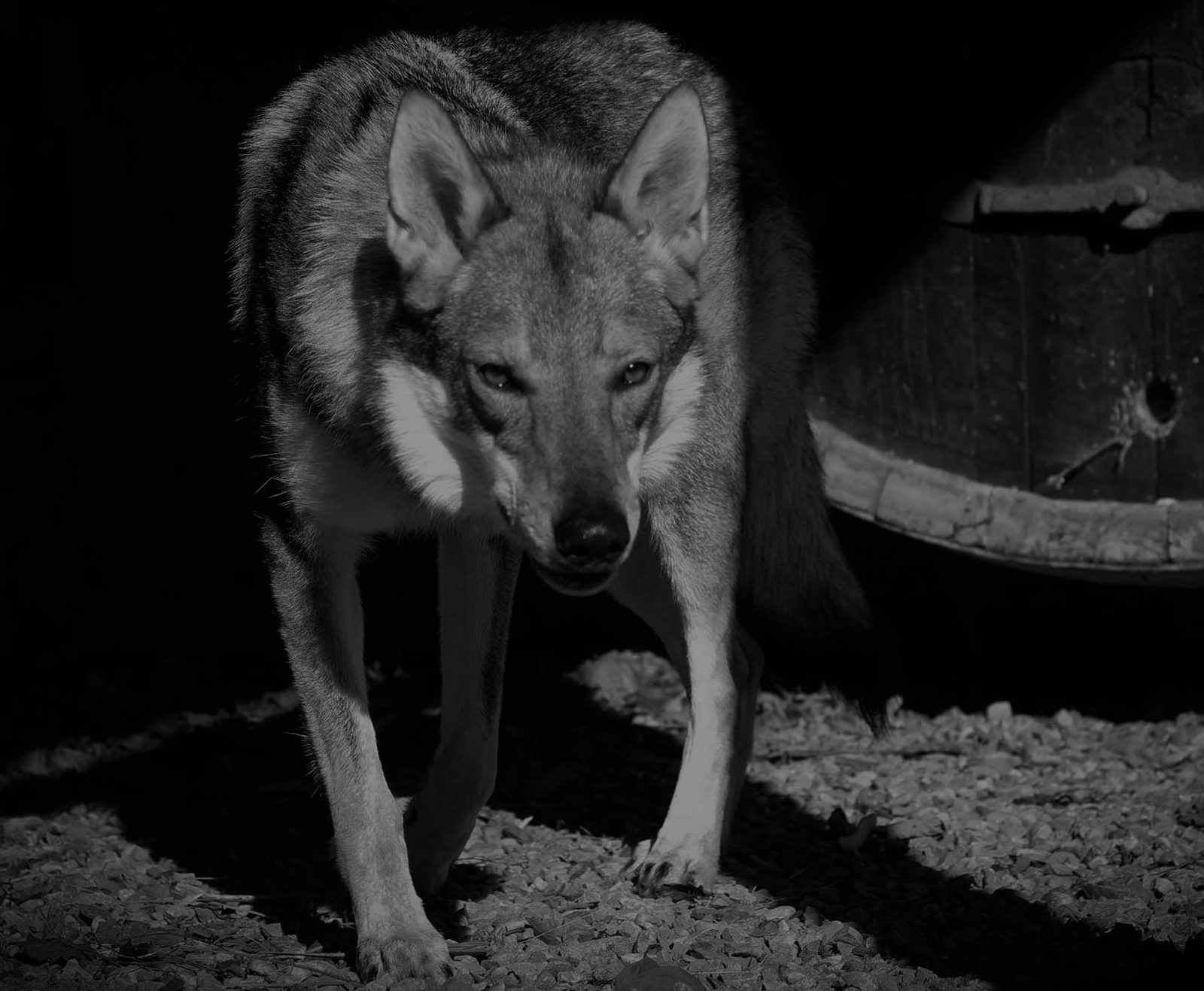Czechoslovakian Wolfdog in the studio against a dark background