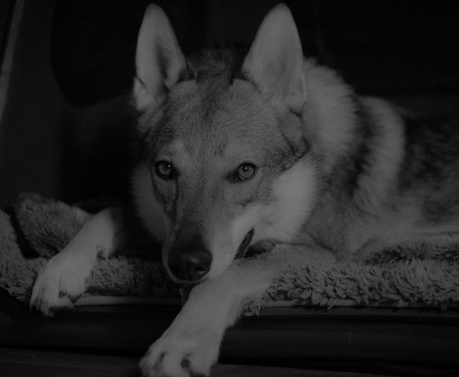 Czechoslovakian Wolfdog, alert, outdoors during training