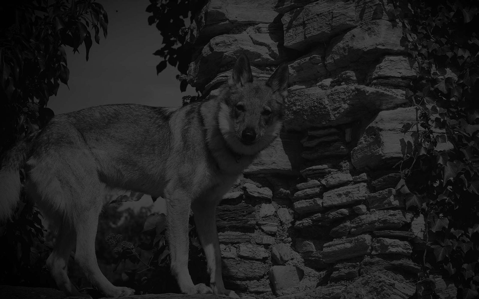Tschechoslowakische Wolfhunde gemeinsam in der Landschaft