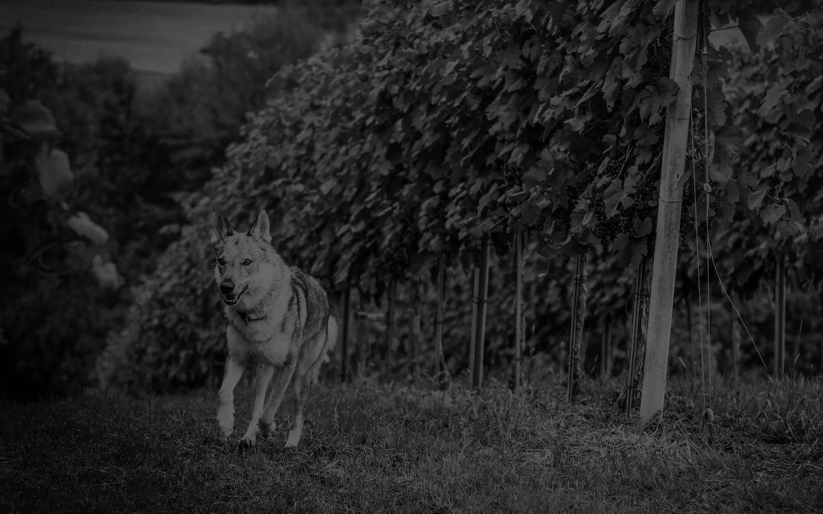 Czechoslovakian Wolfdog, calm and alert, outdoors