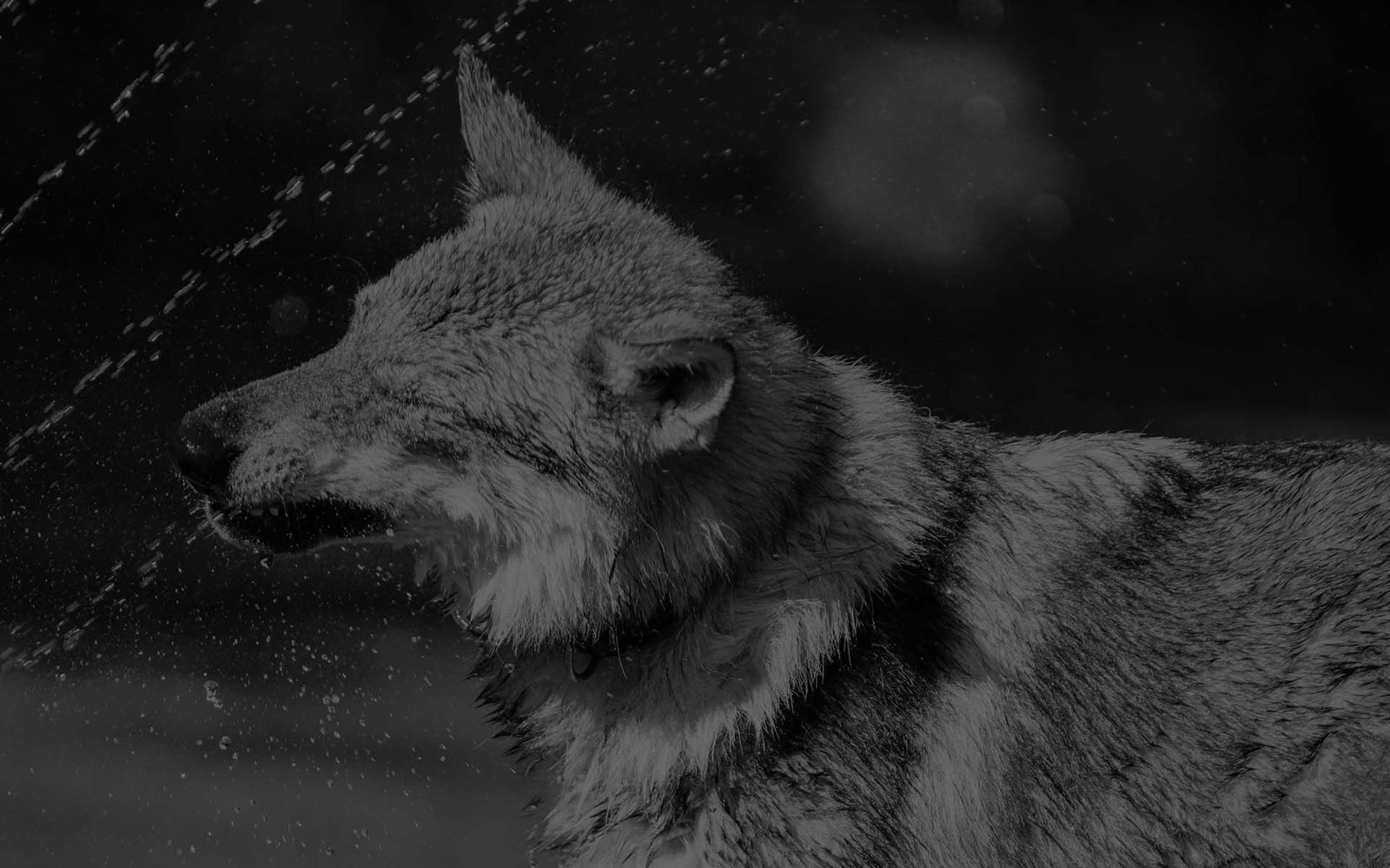 Czechoslovakian Wolfdog of Lunar Lupus e.U. in a meadow in Styria