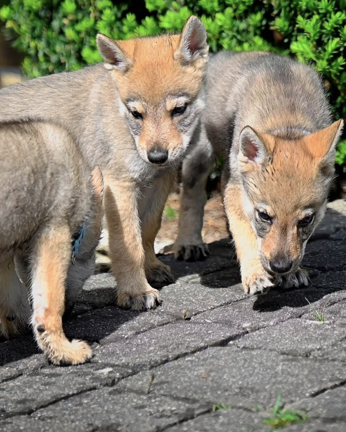Two puppies from the vom alten Wolfsblut breeding on a paved path